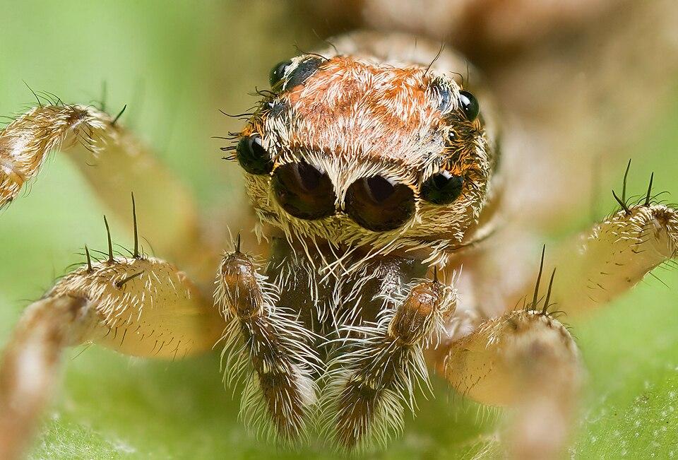 spider