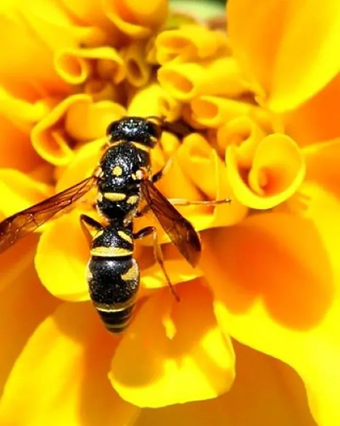 Yellow Jacket