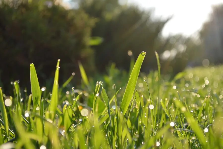 Grass